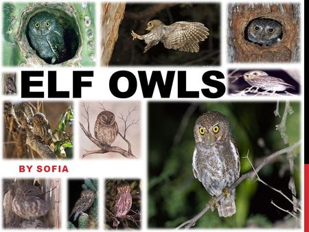 ELF OWLS BY SOFIA. MEET THE ELF OWL Elf owls are one of many different types of owls. These tiny birds stand at about 5 inches tall! Although, they’re.