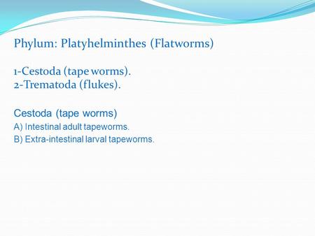 Phylum: Platyhelminthes (Flatworms)