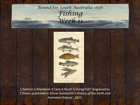 Bound for South Australia 1836 Fishing Week 11 1.Salmon 2.Mackarel. 3.Carp 4.Tench 5.Flying Fish engraved by T.Dixon, published in Oliver Goldsmith's.