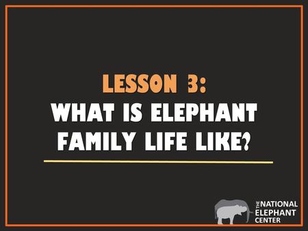 LESSON 3: WHAT IS ELEPHANT FAMILY LIFE LIKE?. ADULT FEMALE ELEPHANT ADULT FEMALE ELEPHANT AN ADULT FEMALE IS KNOWN AS A COW African cow Asian cow.