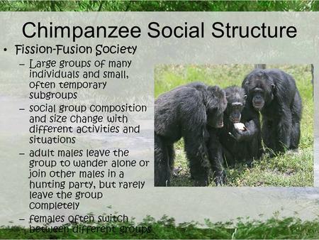 Chimpanzee Social Structure Fission-Fusion Society – Large groups of many individuals and small, often temporary subgroups – social group composition and.