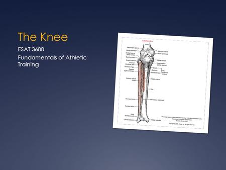 The Knee ESAT 3600 Fundamentals of Athletic Training.