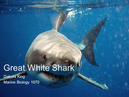 Great White Shark Dakota King Marine Biology 1070.