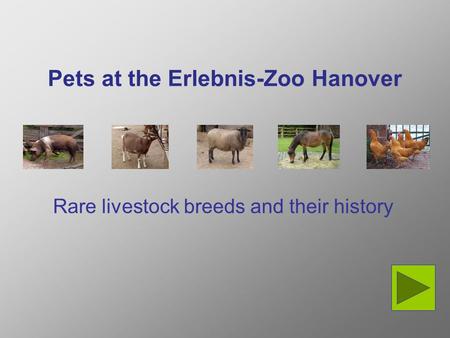 Pets at the Erlebnis-Zoo Hanover Rare livestock breeds and their history.