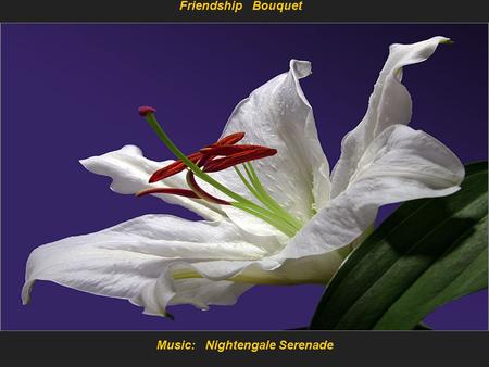 Music: Nightengale Serenade Friendship Bouquet You may not realize this – but the following is 100% true. Think about some part of it daily.