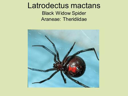 Latrodectus mactans Black Widow Spider Araneae: Theridiidae.