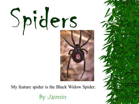 By :Jasmin Spiders My feature spider is the Black Widow Spider.