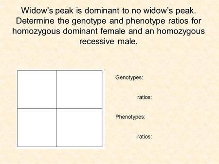Widow’s peak is dominant to no widow’s peak