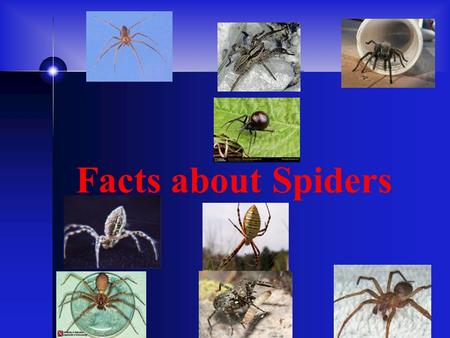 Facts about Spiders. The life spent of the black widow is 1to 3 years in the wild. The size of the black widow is 1.5 in., (38mm) long, and 0.25 in (6.4mm)