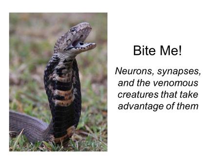 Bite Me! Neurons, synapses, and the venomous creatures that take advantage of them.