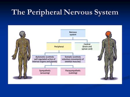 The Peripheral Nervous System. Facts about the PNS All nerves that are not encased in bone. All nerves that are not encased in bone. Everything but the.