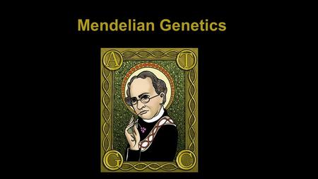 Mendelian Genetics. Genes- genetic material on a chromosome that codes for a specific trait Genotype- the genetic makeup of the organism Phenotype- the.