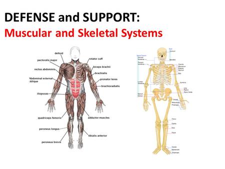 DEFENSE and SUPPORT: Muscular and Skeletal Systems.