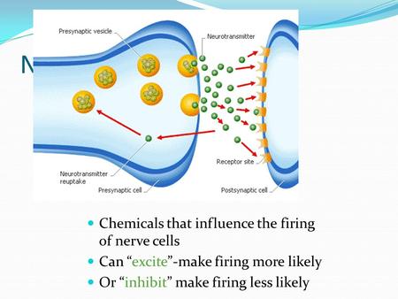 Neurotransmitters Chemicals that influence the firing of nerve cells Can “excite”-make firing more likely Or “inhibit” make firing less likely.