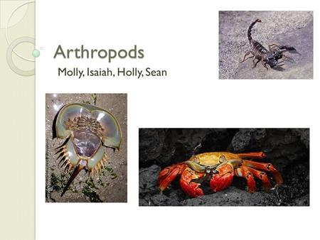 Arthropods Molly, Isaiah, Holly, Sean. Body Symmetry Bilateral  al-kingdom.html.