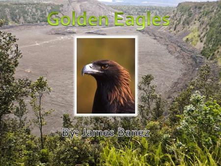 The Golden Eagle Golden eagles get their name from the golden-brown plumage on their heads. These majestic birds of prey live in North America, Asia,