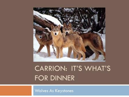 Carrion: It’s what’s for dinner