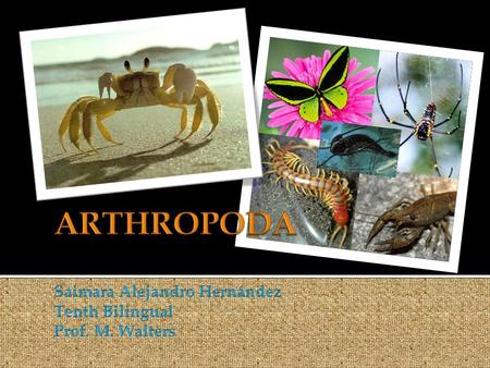  Arthropods are one of the most diverse and successful animals of all time, it is the largest phylum of animals.  The phylum is named for: arthron means.
