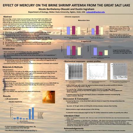 EFFECT OF MERCURY ON THE BRINE SHRIMP ARTEMIA FROM THE GREAT SALT LAKE Nicole Berthelemy-Okazaki and Dustin Ingraham Department of Zoology, Weber State.