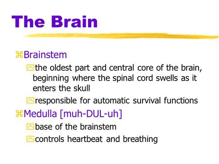 The Brain Brainstem Medulla [muh-DUL-uh]