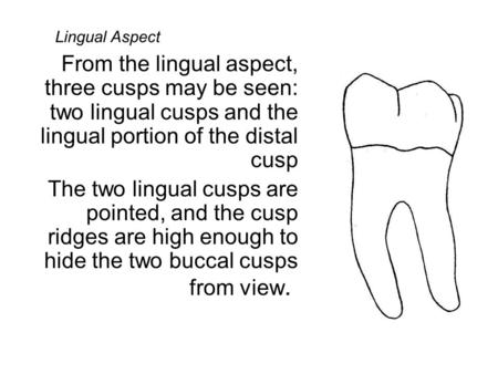 Lingual Aspect From the lingual aspect, three cusps may be seen: two lingual cusps and the lingual portion of the distal cusp The two lingual cusps are.