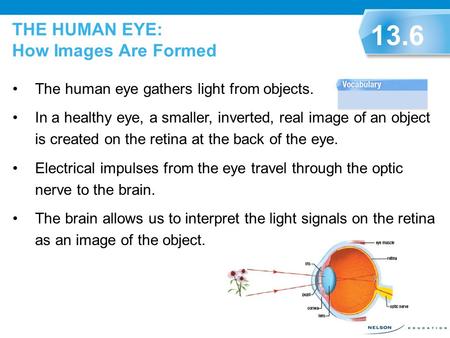 The human eye gathers light from objects. In a healthy eye, a smaller, inverted, real image of an object is created on the retina at the back of the eye.