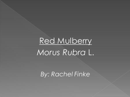 Red Mulberry Morus Rubra L. By: Rachel Finke. Classification: (1) KingdomPlantaePlants SubkingdomTracheobionteVascular Plants SuperdivisionSpermatophytaSeed.