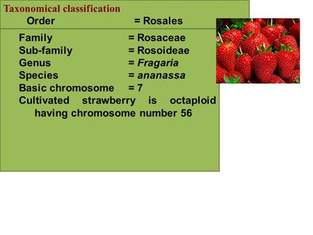 Taxonomical classification Order = Rosales Family= Rosaceae Sub-family= Rosoideae Genus= Fragaria Species= ananassa Basic chromosome= 7 Cultivated strawberry.