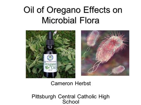 Oil of Oregano Effects on Microbial Flora Oil of Oregano Effects on Microbial Flora Cameron Herbst Pittsburgh Central Catholic High School.