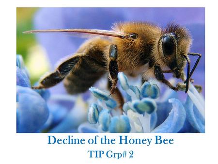 Decline of the Honey Bee TIP Grp# 2. Honey Bees (Apis mellifera) All fruits and vegetables require pollination to reproduce and the honey bee is one of.