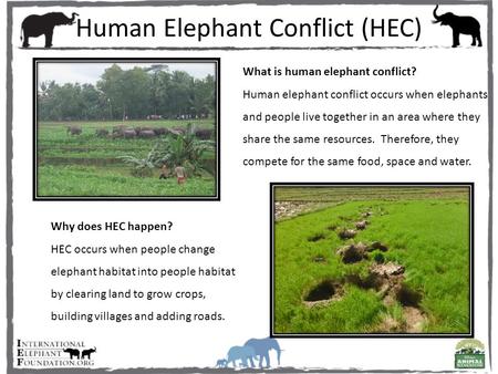 Human Elephant Conflict (HEC) What is human elephant conflict? Human elephant conflict occurs when elephants and people live together in an area where.
