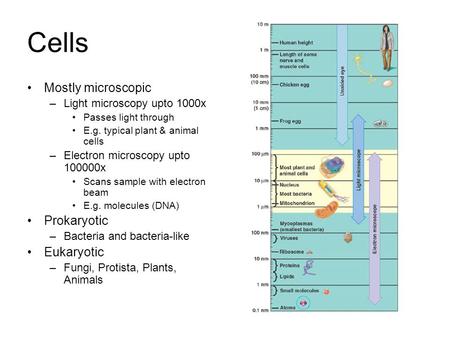 Cells Mostly microscopic –Light microscopy upto 1000x Passes light through E.g. typical plant & animal cells –Electron microscopy upto 100000x Scans sample.