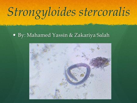 Strongyloides stercoralis By: Mahamed Yassin & Zakariya Salah By: Mahamed Yassin & Zakariya Salah.