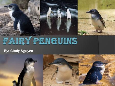 Fairy Penguins By: Cindy Nguyen ☺.