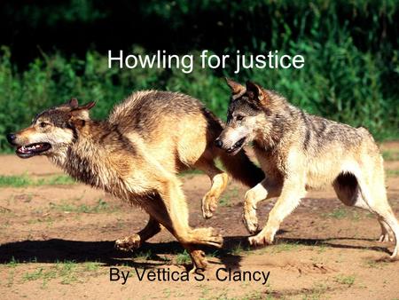 Howling for justice By Vettica S. Clancy. wolfs These graceful mammals are the very first decadence of our beloved k9. if wolfs werent here no other dog.