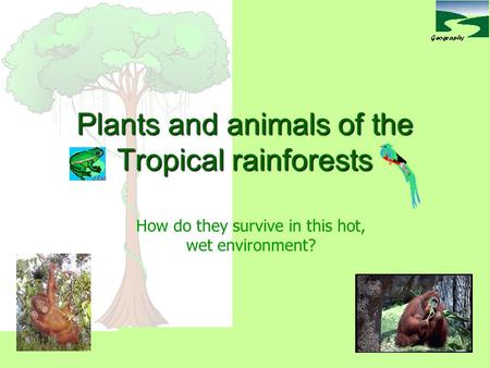 Plants and animals of the Tropical rainforests