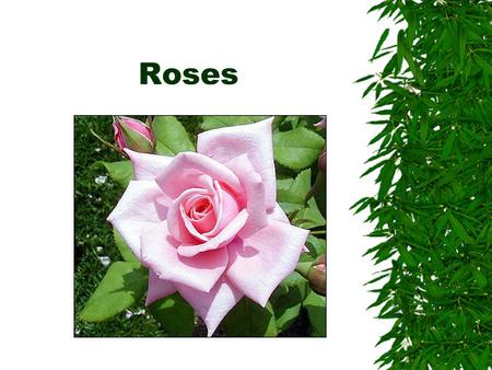 Roses. Classification of roses  Modern garden roses  Old garden roses  Species roses.