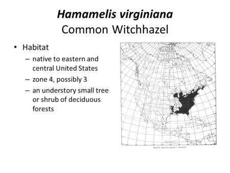 Hamamelis virginiana Common Witchhazel