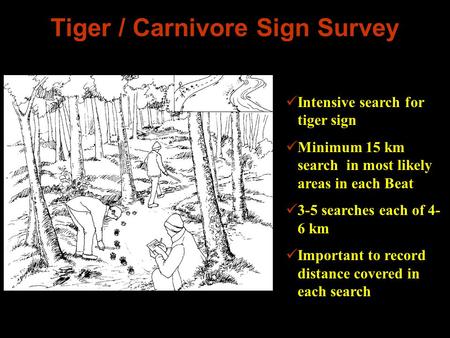 Tiger / Carnivore Sign Survey Intensive search for tiger sign Minimum 15 km search in most likely areas in each Beat 3-5 searches each of 4- 6 km Important.
