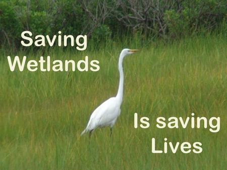 Saving Wetlands Is saving Lives prepared by ECOSCI The Science and Ecology Club The Academy of Mount St. Ursula Bronx, NY, USA.