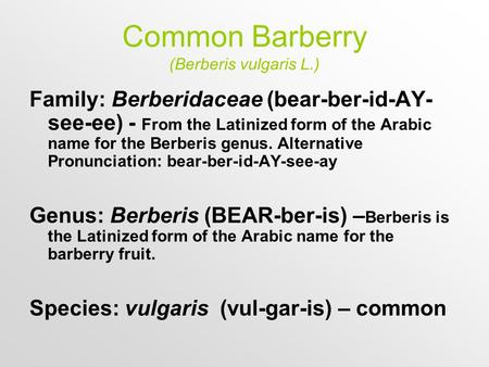 Common Barberry (Berberis vulgaris L.) Family: Berberidaceae (bear-ber-id-AY- see-ee) - From the Latinized form of the Arabic name for the Berberis genus.