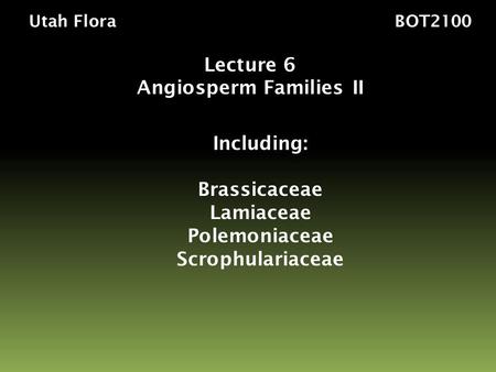 Utah Flora BOT2100 Lecture 6 Angiosperm Families II Including: Brassicaceae Lamiaceae Polemoniaceae Scrophulariaceae.