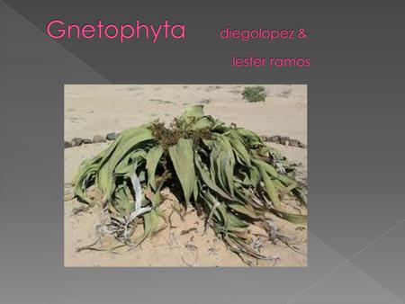  They are vascular seed bearing plants that can grow as shrubs, trees, or vines  There are about 70 present day species of gnetophytes that are known.