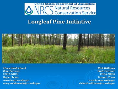 Mary Webb-Marek Zone Forester USDA-NRCS Bryan, Texas Longleaf Pine Initiative Longleaf Pine Initiative Rick.