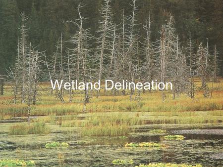 Wetland Delineation. Wetland Delineation The process of identifying and mapping the upper boundary of a wetland for a particular purpose such as –wetland.