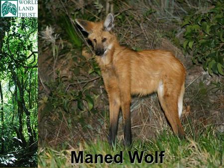 Maned Wolf Image© Jamie Stewart. Scientific name is Chrysocyon brachyurus Maned Wolf Found in South America, in these countries; Brazil, Paraguay, Peru,