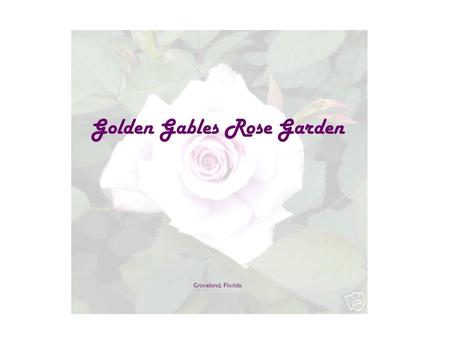 Golden Gables Rose Garden Groveland, Florida Golden Gables Rose Garden West Trumpeter (Ireland) Clotilde Soupert Celine Forestier (France) Madam Ernest.