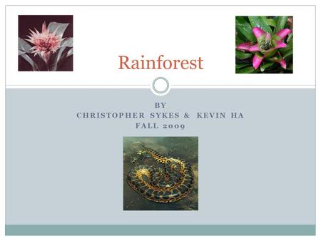 BY CHRISTOPHER SYKES & KEVIN HA FALL 2009 Rainforest.