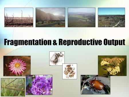 Fragmentation & Reproductive Output. Altered landscapes Less habitat Smaller patches Various shapes Smaller populations Fewer mates Fewer resources for.