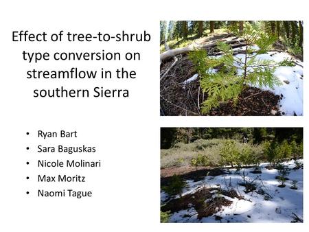 Effect of tree-to-shrub type conversion on streamflow in the southern Sierra Ryan Bart Sara Baguskas Nicole Molinari Max Moritz Naomi Tague.